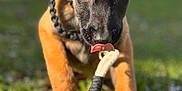 Aska participe au concours pour gagner de l'argent avec cette photo : puppy, dog, outdoor, grass, toy, rope_toy, brown_coat, black_coat, pet, animal, tongue_out, young_dog, sunlight, nature, playful, close_up, collar, canine, focus, cute