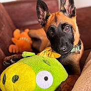Aska participe au concours pour gagner de l'argent avec cette photo : brown, chew_toy, close_up, collar, couch, dog, ears, eyes, green_toy, indoor, nose, paw, pet, playful, plush_toy, portrait, puppy, snout, soft_texture, stuffed_animal