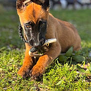 Aska a rejoint le concours — aidez-le/la à gagner de superbes lots ! puppy, dog, grass, toy, outdoor, animal, pet, chewing, brown_fur, black_fur, collar, close_up, young_dog, nature, sunlight, playful, cute, focus, ground, daylight