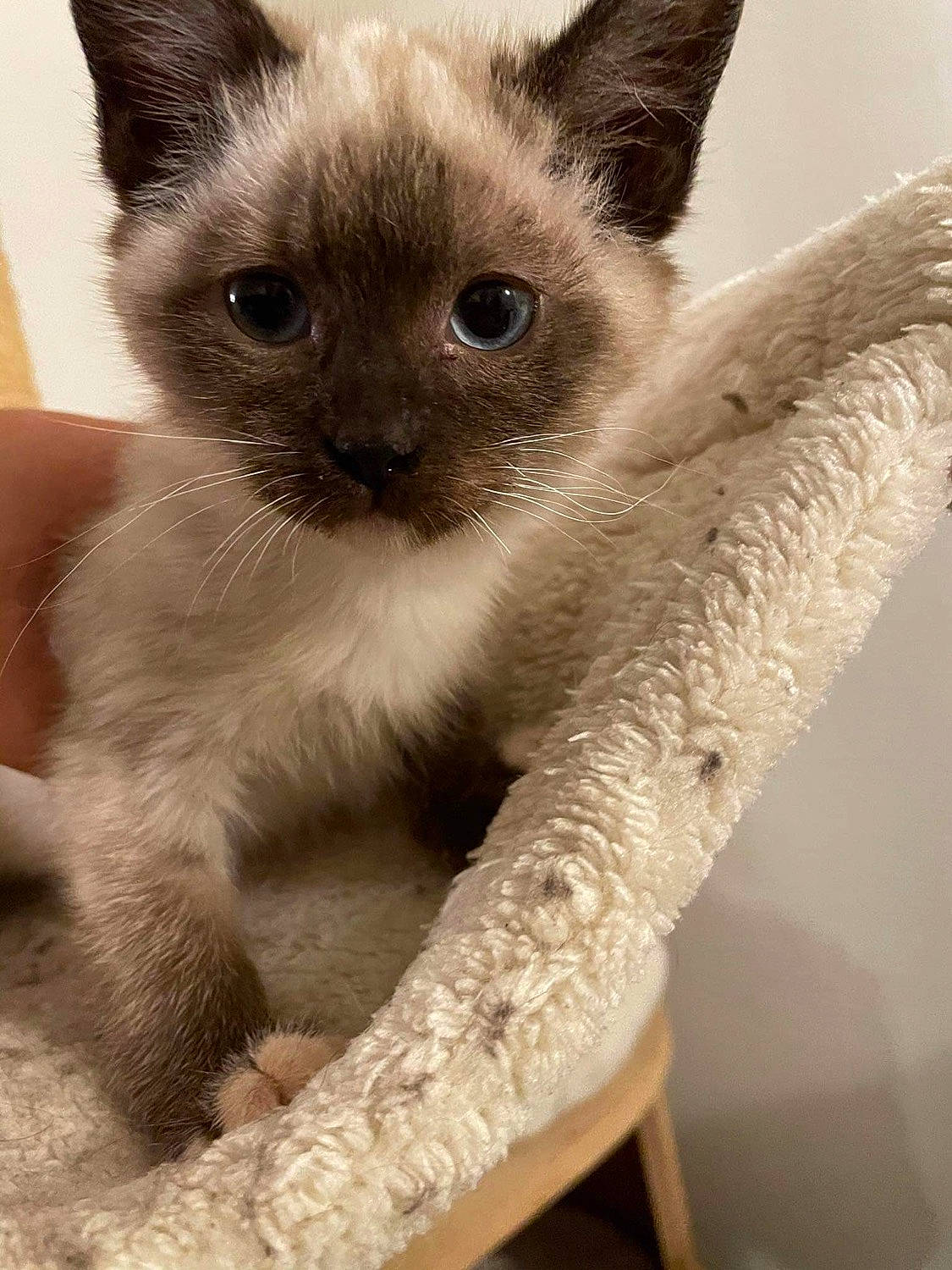 Nalys a rejoint le concours — aidez-le/la à gagner de superbes lots ! balance, carnivore, cat, curious, domestic_short_haired_cat, ear, fawn, felidae, fur, siamese, small_to_medium_sized_cats, snout, terrestrial_animal, tonkinese, whiskers