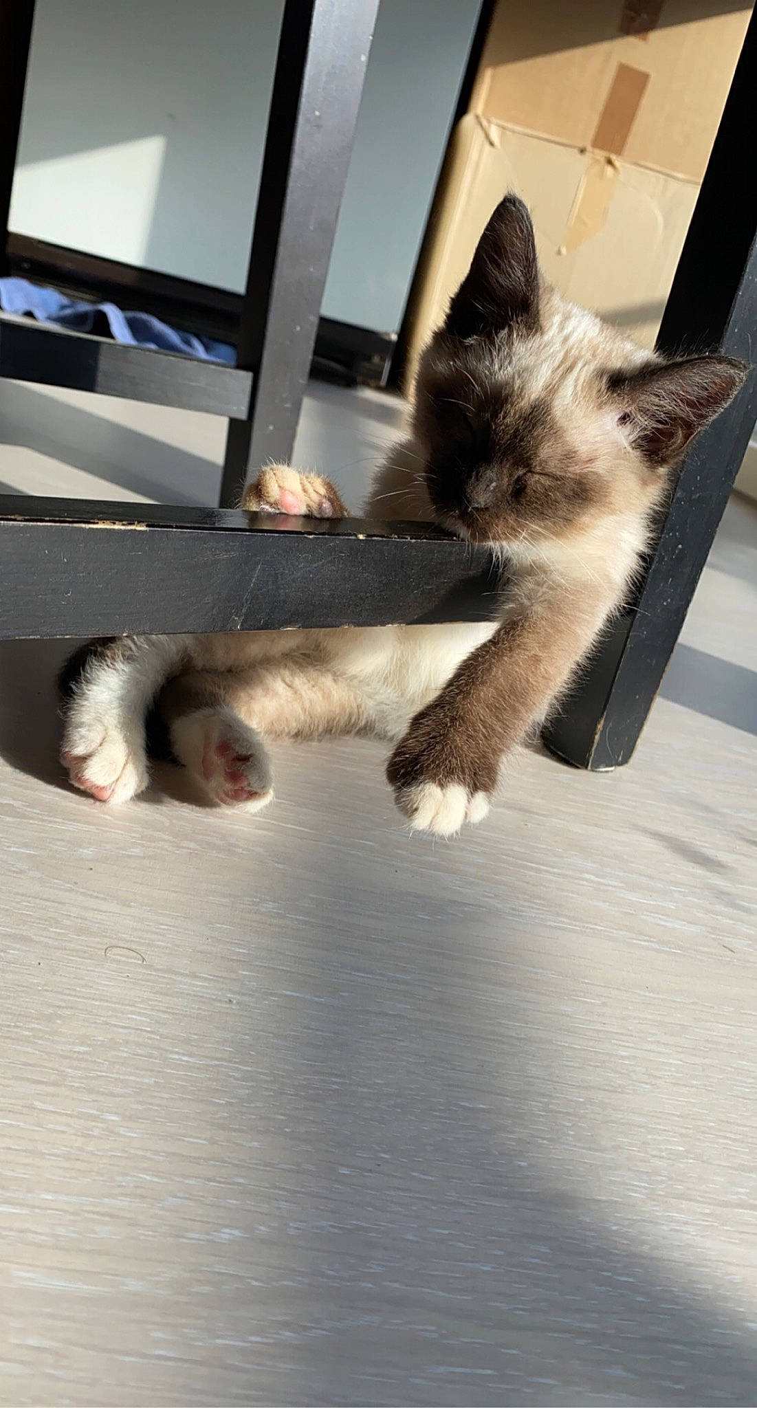 Nalys a rejoint le concours — aidez-le/la à gagner de superbes lots ! canidae, carnivore, cat, claw, companion_dog, dog_breed, domestic_short_haired_cat, fawn, felidae, flooring, foot, fur, gas, grey, mammal, paw, small_to_medium_sized_cats, snout, tail, whiskers