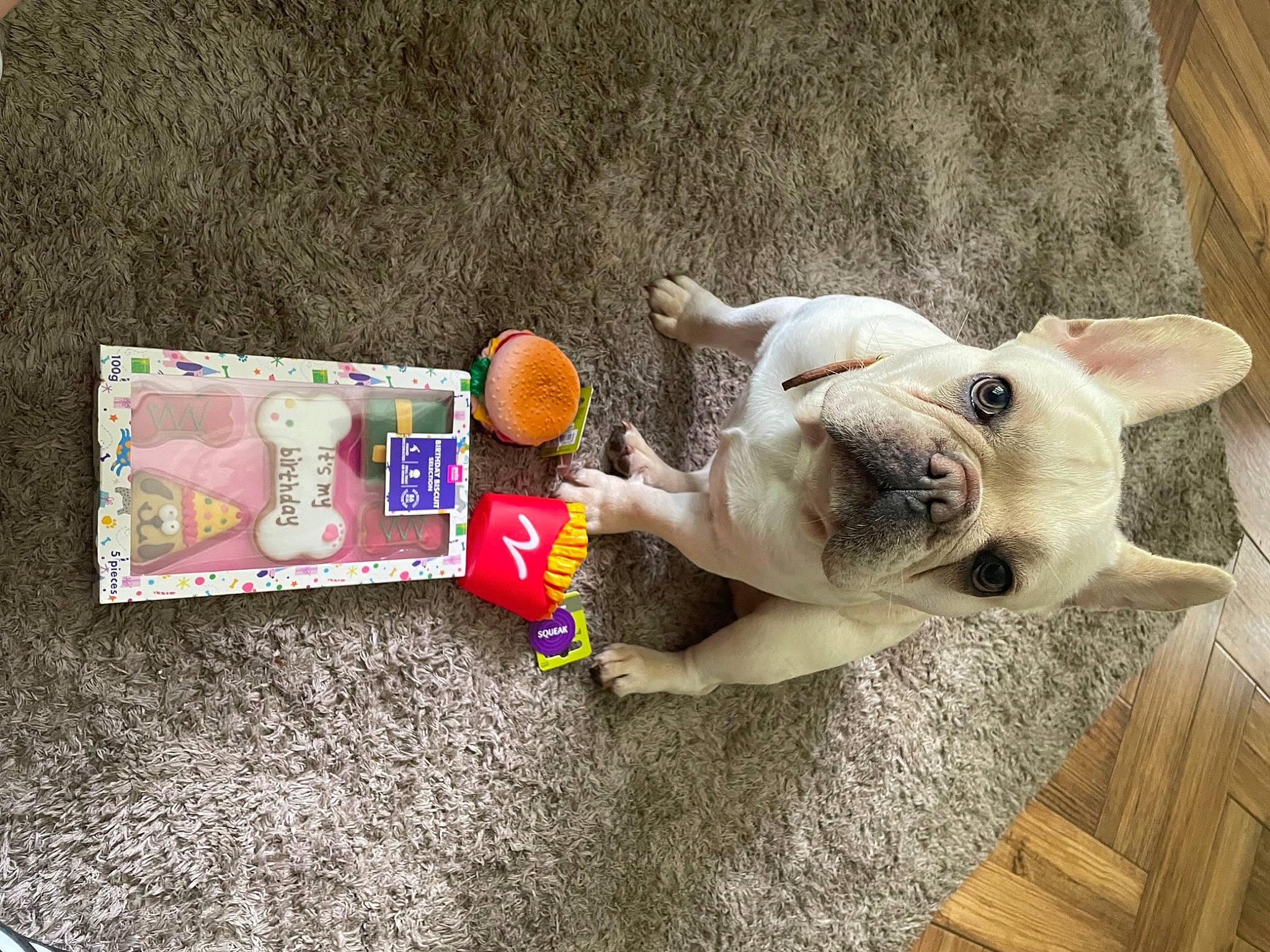 Rocky is registered to the contest to win money with this photo: art, companion_dog, dog, dog_breed, fashion_accessory, fawn, felidae, mammal, paw, small_to_medium_sized_cats, snout, stuffed_toy, tail, terrestrial_animal, toy, toy_dog, vertebrate, whiskers, wood, working_animal