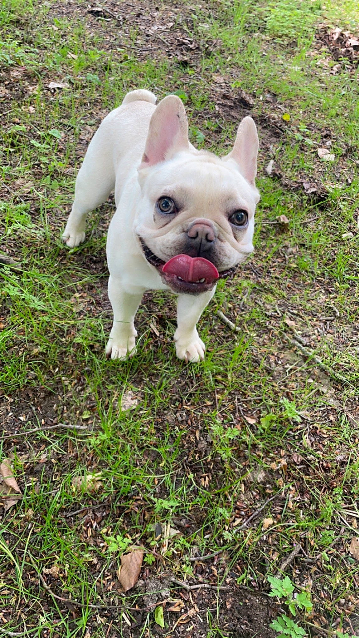 Rocky joined the competition — help win amazing prizes! bulldog, canidae, carnivore, companion_dog, dog, dog_breed, ear, fawn, grass, groundcover, non_sporting_group, plant, snout, sporting_group, tail, terrestrial_animal, toy_dog, whiskers, working_animal, wrinkle