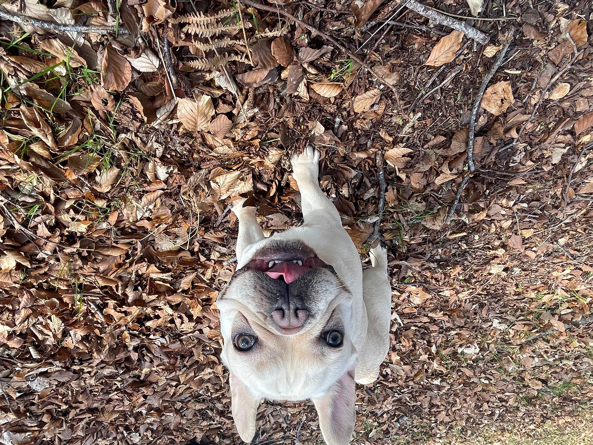 Rocky joined the competition — help win amazing prizes! canidae, carnivore, collar, companion_dog, dog, dog_breed, dog_collar, fur, grass, non_sporting_group, paw, soil, tail, toy_dog, whiskers, working_animal