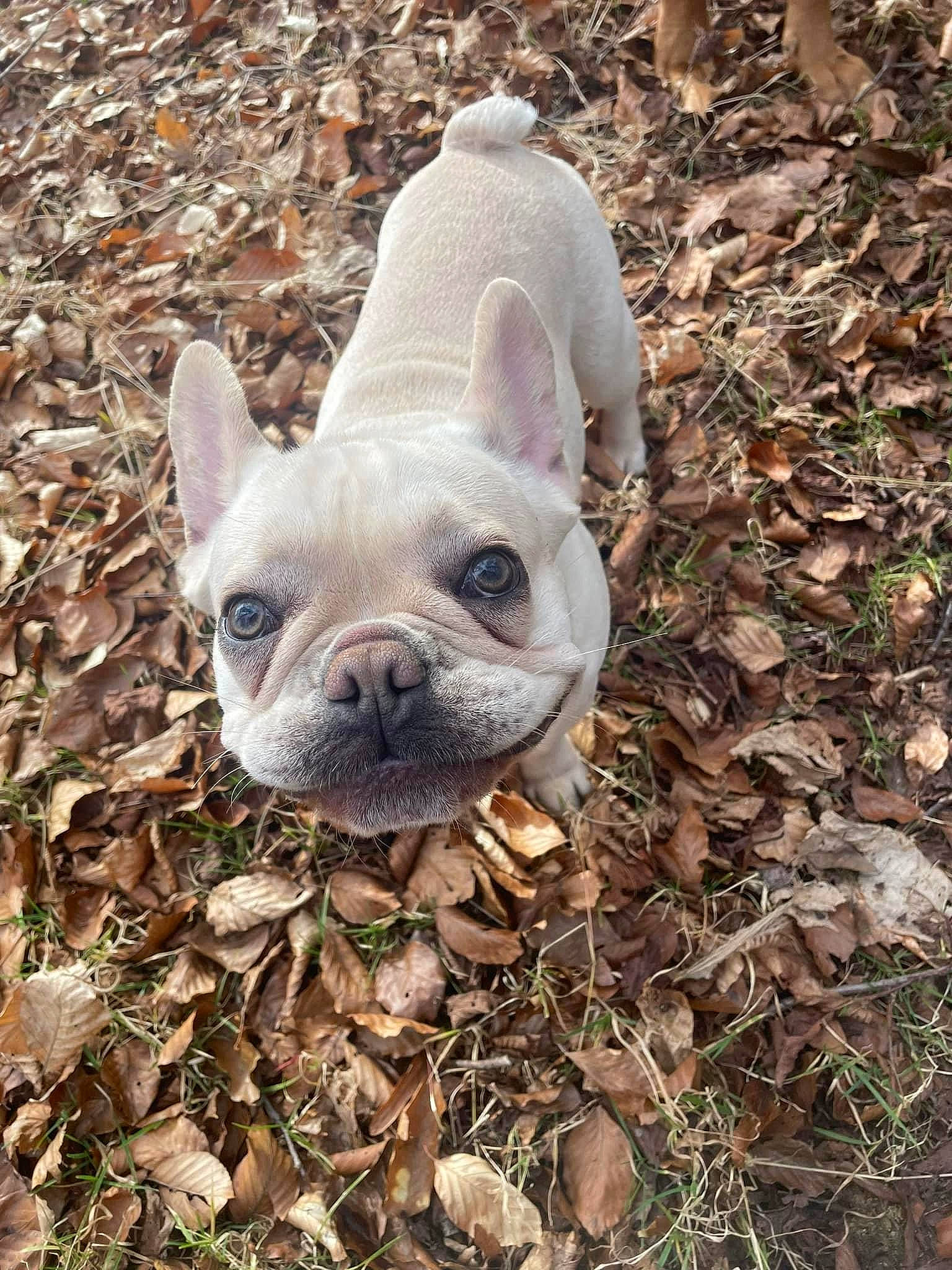 Rocky joined the competition — help win amazing prizes! bulldog, canidae, carnivore, companion_dog, dog, dog_breed, ear, fawn, fur, grass, non_sporting_group, snout, soil, sporting_group, terrestrial_animal, toy_dog, whiskers, wildlife, working_animal, wrinkle