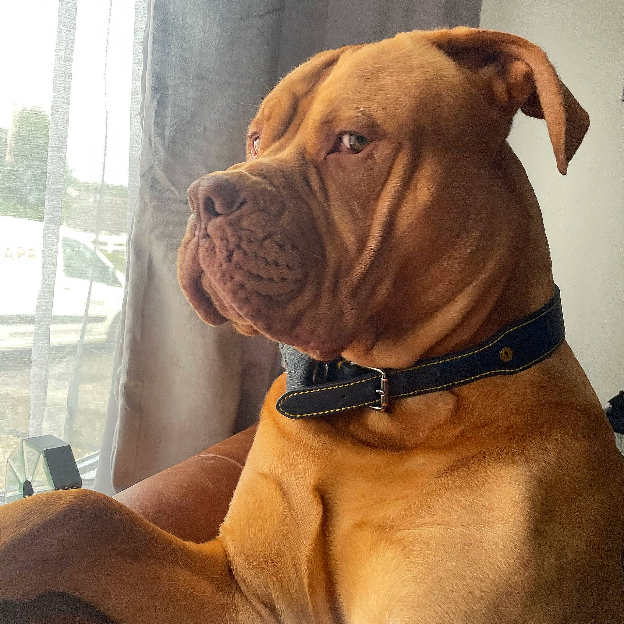 Tyson is registered to the contest to win money with this photo: ancient_dog_breeds, bulldog, carnivore, collar, companion_dog, dog, dog_breed, dog_collar, fawn, liver, molosser, non_sporting_group, peach, pet_supply, snout, sporting_group, wood, working_animal, working_dog, wrinkle
