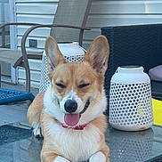 Nami is registered to the contest to win money with this photo: animal, canine, corgi, daylight, dog, ears, furniture, glass_table, happy, home, lantern, outdoor, patio, paws, pet, relaxed, resting, smiling, table, tongue_out