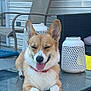 animal, canine, corgi, daylight, dog, ears, furniture, glass_table, happy, home, lantern, outdoor, patio, paws, pet, relaxed, resting, smiling, table, tongue_out
