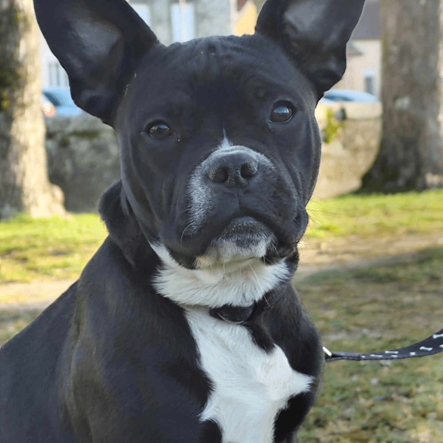 Venom participe au concours pour gagner de l'argent avec cette photo : accessories, animal, bostonbull, boxer, bulldog, canine, dog, frenchbulldog, leash, pet, pitbull, policedog, puppy, snout, strap