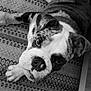 animal, black_and_white, bulldog, carpet, closeup, cute, dog, domestic, ears, face, friendly, fur, indoor, looking_up, lying_down, pattern, paws, pet, portrait, snout