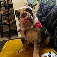 Albi is registered to the contest to win money with this photo: black_pillow, bulldog, carpet, cute, decor, dog, furniture, gaming_controller, home, indoor, pet, photoframes, plant, puppy, red_bandana, shelf, sitting, toy, window, yellow_couch