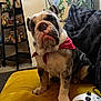 black_pillow, bulldog, carpet, cute, decor, dog, furniture, gaming_controller, home, indoor, pet, photoframes, plant, puppy, red_bandana, shelf, sitting, toy, window, yellow_couch