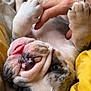 Albi Saunders is registered to the contest to win money with this photo: bulldog, puppy, dog, tongue_out, paw, hand, playing, bed, blanket, cozy, cute, closeup, pet, fur, wrinkles, sleepy, resting, yellow, comfortable, indoor