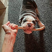 Albi Saunders is registered to the contest to win money with this photo: bulldog, puppy, dog, playing, stick, hand, tug_of_war, indoor, carpet, pet, animal, cute, fur, snout, teeth, paw, engaged, person, wrist, bracelet