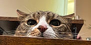 Casper is registered to the contest to win money with this photo: cat, tabby, whiskers, face, nose, ears, wood, furniture, indoor, curious, pet, animal, closeup, peeking, brown, white, eyes, domestic, mammal, home