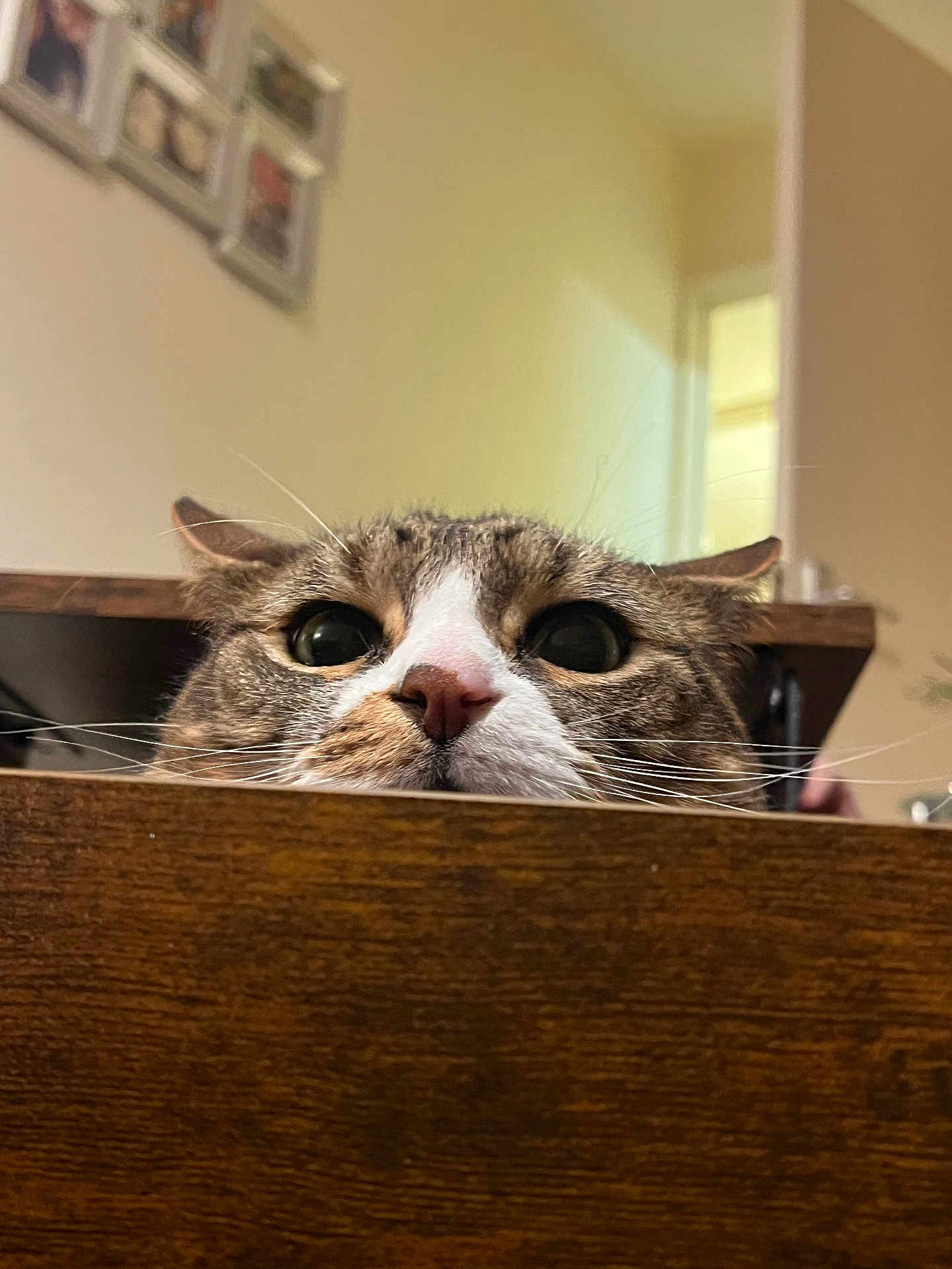 Casper is registered to the contest to win money with this photo: cat, tabby, whiskers, face, nose, ears, wood, furniture, indoor, curious, pet, animal, closeup, peeking, brown, white, eyes, domestic, mammal, home