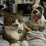 Casper joined the competition — help win amazing prizes! cat, dog, tabby_cat, bulldog, puppy, bed, blanket, indoor, pet, animal, fur, whiskers, collar, tag, resting, closeup, domestic, cute, companions, relaxed