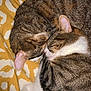 animal, cat, close_up, cozy, cuddle, domestic_cat, ear, fur, indoor, nose, patterned_blanket, pet, resting, sleeping, snuggle, tabby, two_cats, whiskers, white, yellow