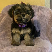 Chanel is registered to the contest to win money with this photo: puppy, dog, purple_collar, towel, chair, indoor, yellow_wall, fur, pet, cute, small_dog, sitting, looking, animal, domestic_animal, scruffy, furniture, household, brown, black