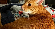 Melvin James joined the competition — help win amazing prizes! animal, bedroom, blanket, cat, closeup, cozy, curious, ears, feline, fur, home, indoor, looking_back, orange_tabby, pattern, penguin, pet, resting, soft_lighting, whiskers