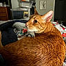 animal, bedroom, blanket, cat, closeup, cozy, curious, ears, feline, fur, home, indoor, looking_back, orange_tabby, pattern, penguin, pet, resting, soft_lighting, whiskers