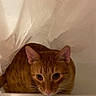 alert, animal, cat, closeup, crouching, curious, cute, domestic_cat, ears, fabric, feline, fur, indoor, looking, orange_tabby, pet, portrait, soft_light, wall, whiskers