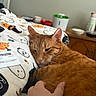 Melvin James joined the competition — help win amazing prizes! animal, bedroom, blanket, cat, comfort, cozy, cute, domestic_cat, dresser, fur, furniture, ghost, halloween, hand, indoor, orange_cat, pet, pumpkin, resting, sleepy