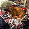 animal, bed, blanket, carpet, cat, cozy, door, figurines, fleece, floor, fur, indoor, orange_tabby, penguin_pattern, pet, pillow, relaxing, resting, shelf, warm