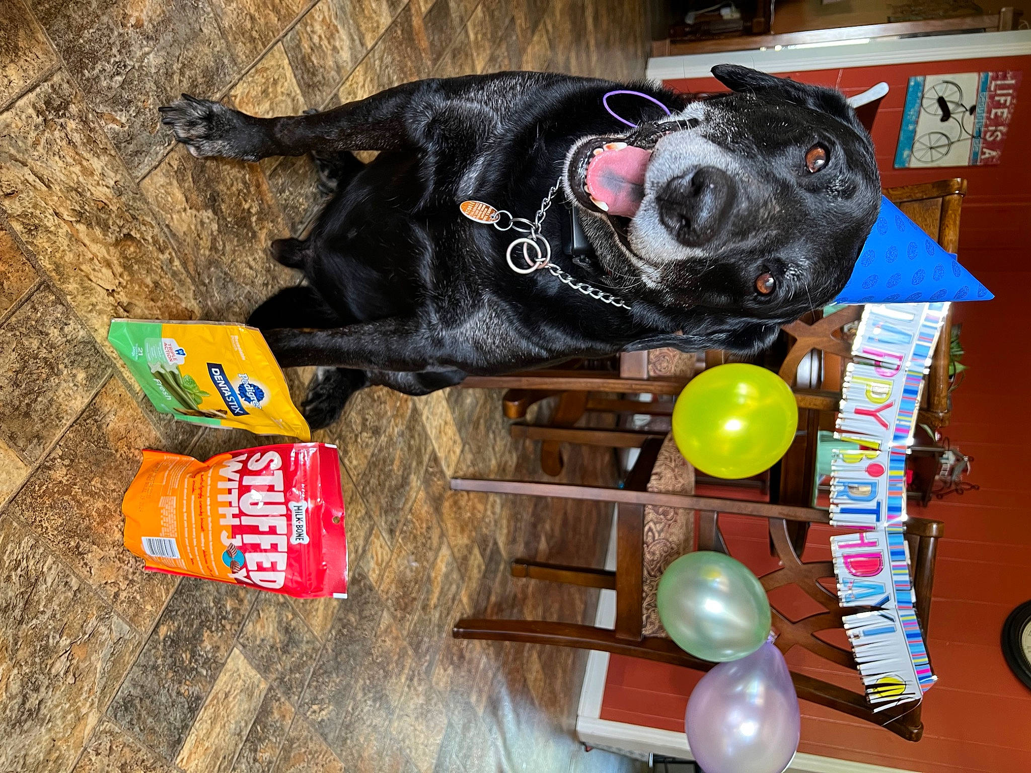 Diesel is registered to the contest to win money with this photo: aluminum_can, balloon, canidae, carnivore, collar, companion_dog, dog, dog_breed, dog_collar, dog_supply, fur, guard_dog, leash, party_supply, personal_protective_equipment, pet_supply, sporting_group, tableware, toy, working_animal