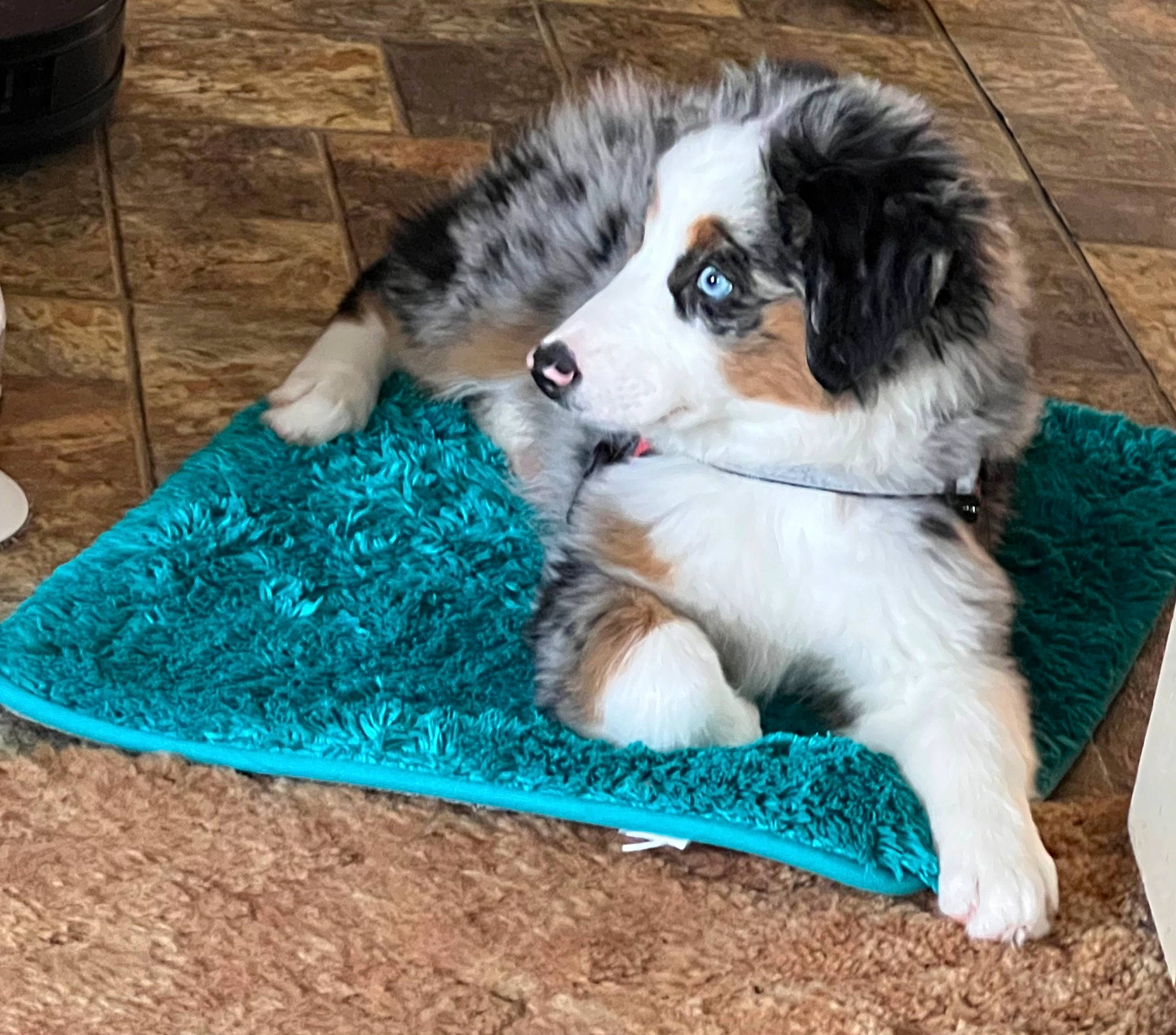 Bruizer Jac is registered to the contest to win money with this photo: australian_collie, australian_shepherd, border_collie, canidae, carnivore, chair, companion_dog, dog, dog_breed, dog_supply, fur, herding_dog, recreation, sporting_group, terrestrial_animal, working_animal, working_dog