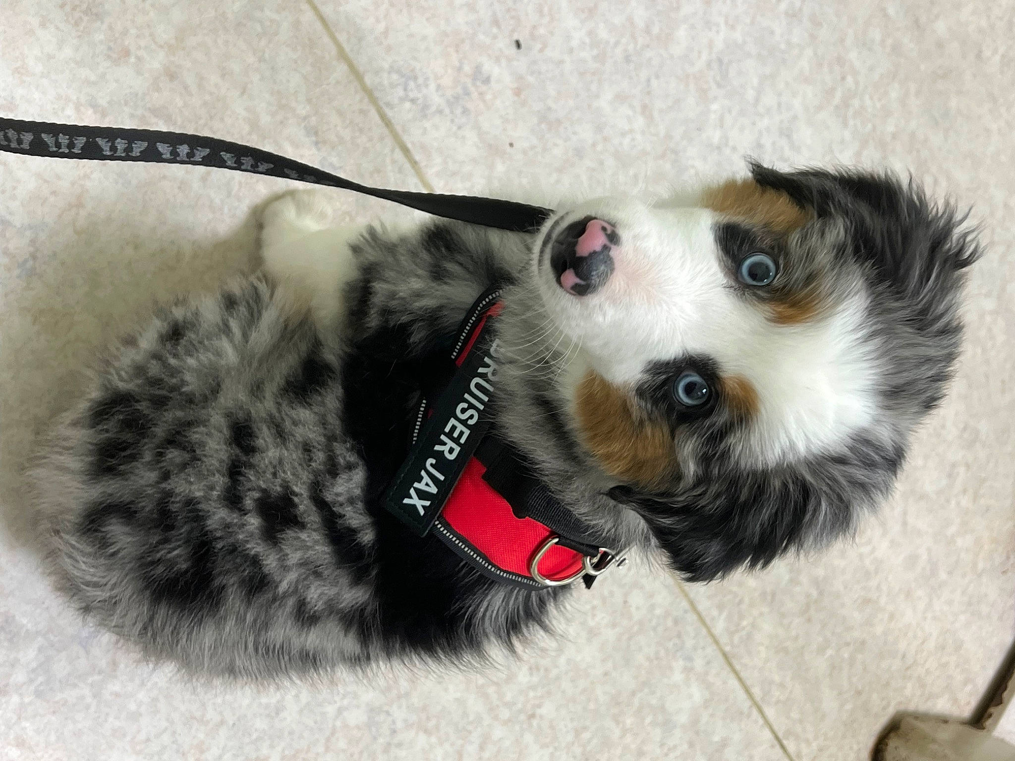 Bruizer Jac joined the competition — help win amazing prizes! canidae, carnivore, collar, companion_dog, dog, dog_breed, dog_collar, dog_supply, eyewear, fashion_accessory, fur, leash, paw, pet_supply, small_terrier, sporting_group, tail, terrestrial_animal, whiskers, working_animal