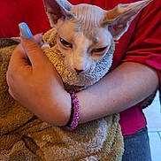 Violette a rejoint le concours — aidez-le/la à gagner de superbes lots ! animal, blue_nails, bracelet, caring, cat, close_up, comfort, ears, feline, hairless_cat, hand, holding, indoor, nails, person, pet, red_shirt, sphynx_cat, towel, wrinkles