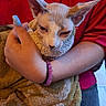 sphynx_cat, cat, hairless_cat, towel, person, hand, nails, bracelet, red_shirt, indoor, close_up, pet, animal, wrinkles, ears, feline, comfort, caring, holding, blue_nails