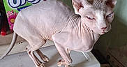 Violette a rejoint le concours — aidez-le/la à gagner de superbes lots ! animal, appliance, cat, cluttered_room, detergent_box, domestic, dreft, ears, feline, floor, hairless_cat, household, indoor, pet, pink_skin, skeptical_expression, sphynx_cat, tail, washing_machine, wrinkled_skin