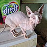 Violette a rejoint le concours — aidez-le/la à gagner de superbes lots ! sphynx_cat, hairless_cat, cat, pet, washing_machine, detergent_box, dreft, indoor, appliance, cluttered_room, skeptical_expression, pink_skin, wrinkled_skin, ears, tail, floor, household, domestic, feline, animal