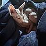 Violette participe au concours pour gagner de l'argent avec cette photo : sphynx_cat, hairless_cat, cat, pet, blanket, cozy, sleeping, indoor, furless, animal, wrinkled_skin, ears, curled_up, resting, soft_lighting, blue_blanket, comfort, cute, closeup, relaxing