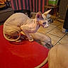 sphynx_cat, hairless_cat, cat, pet, indoor, table, red_table, striped_wallpaper, tile_floor, pet_bowl, pet_food, furniture, cozy, animal, curled_tail, ears, whiskers, close_up, domestic, companion