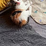 adorable, animal, bed, blanket, calico, cat, cozy, cute, domestic, fur, furry, indoor, kitten, looking_up, pet, pillow, resting, small, soft, young
