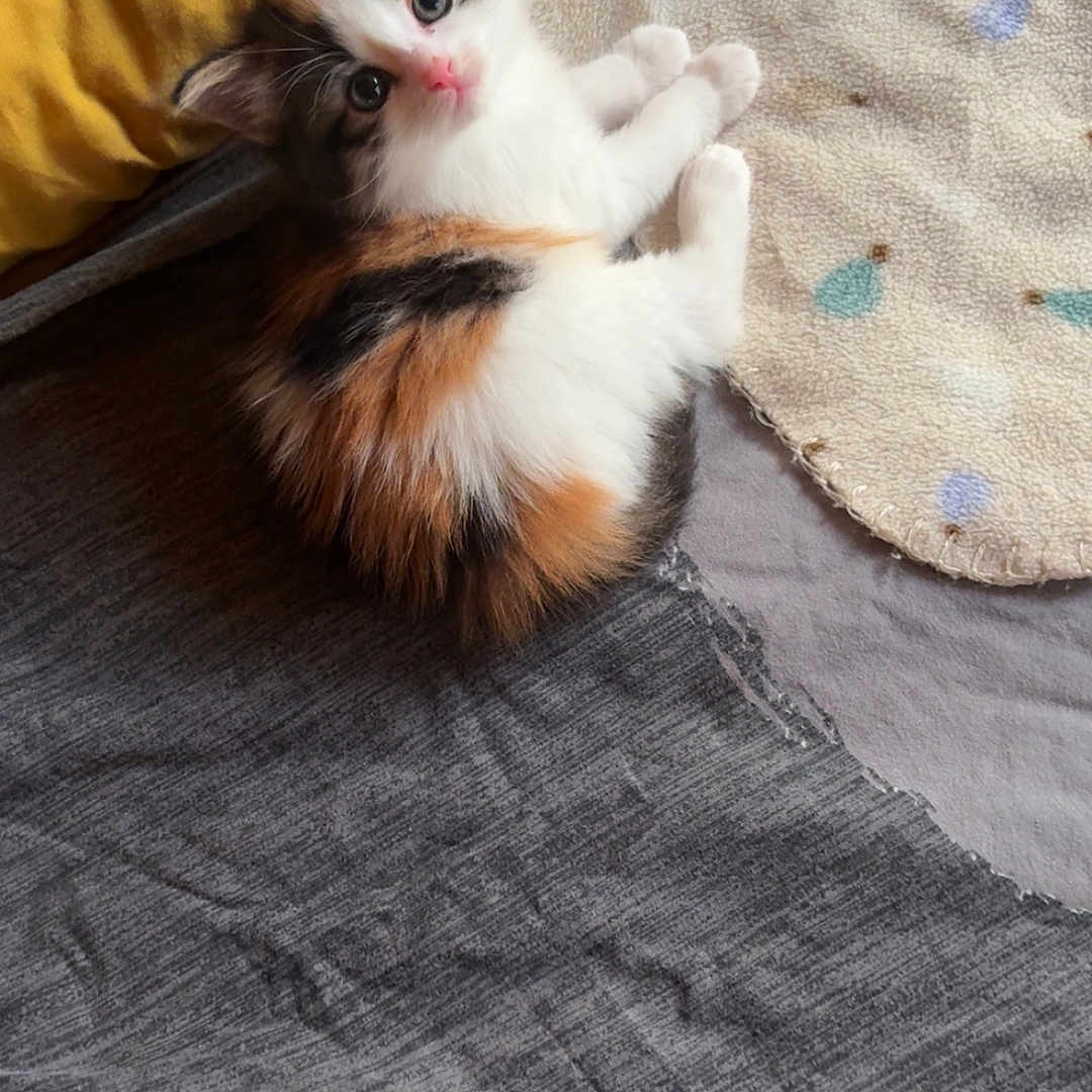 Bella