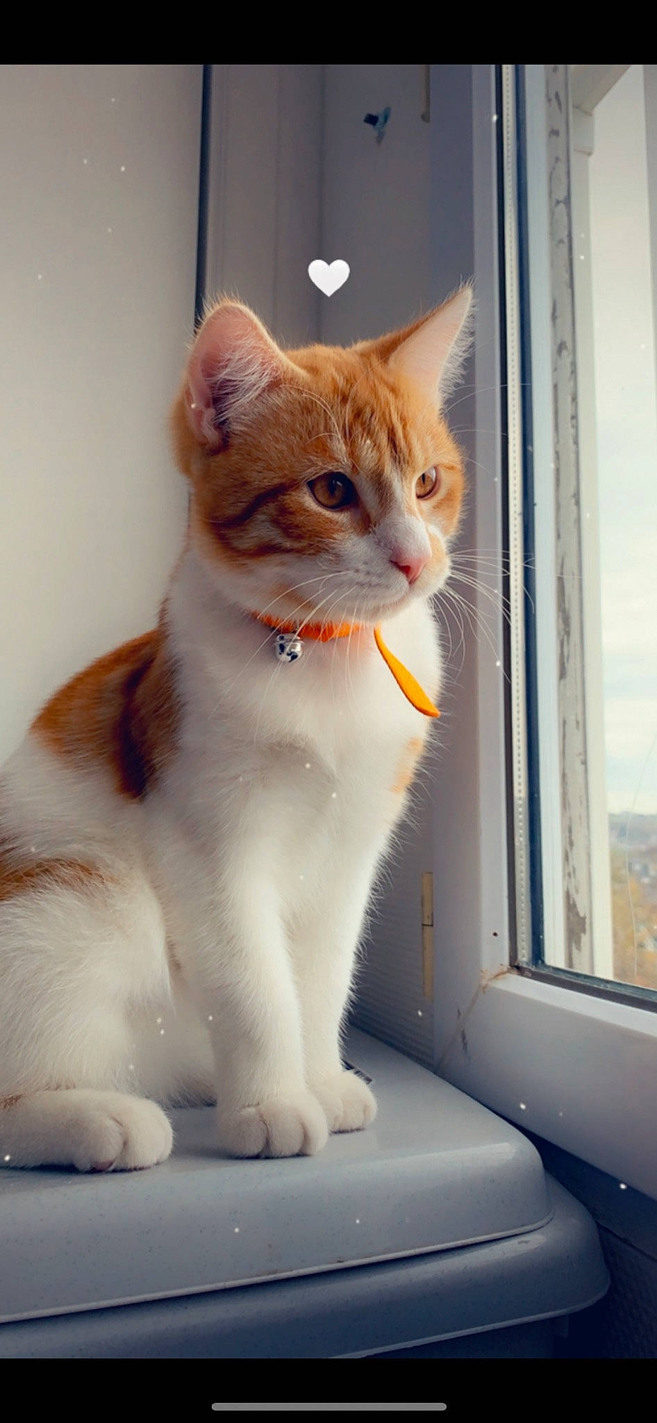 Archi a rejoint le concours — aidez-le/la à gagner de superbes lots ! carnivore, cat, domestic_short_haired_cat, fawn, felidae, fixture, fur, paint, paw, sitting, small_to_medium_sized_cats, snout, tail, whiskers, window, wood