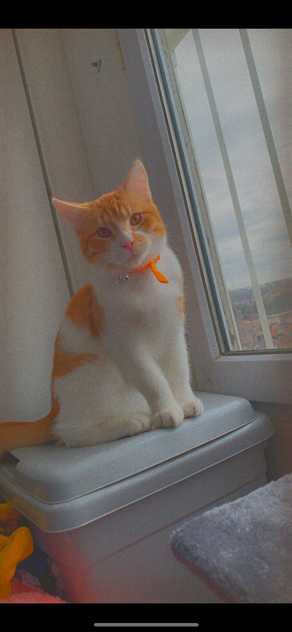 Archi participe au concours pour gagner de l'argent avec cette photo : carnivore, cat, comfort, domestic_short_haired_cat, fawn, felidae, flooring, fur, paw, sitting, small_to_medium_sized_cats, snout, tail, terrestrial_animal, whiskers, window, wood