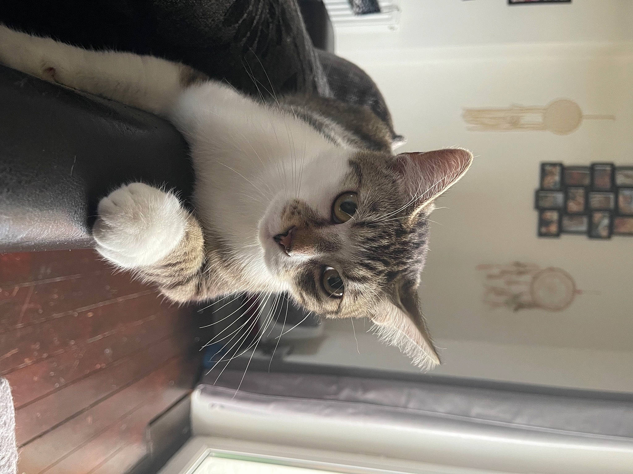 Gucci participe au concours pour gagner de l'argent avec cette photo : carnivore, cat, claw, comfort, computer_keyboard, domestic_short_haired_cat, eye, felidae, fur, grey, input_device, metal, paw, peripheral, small_to_medium_sized_cats, snout, tail, whiskers