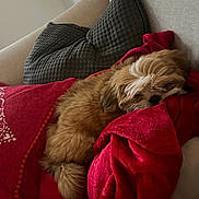 Opie joined the competition — help win amazing prizes! blanket, comfort, couch, cozy, dog, domestic, fur, furry, gray, home, indoor, nap, pet, pillow, puppy, red, relaxation, resting, sleeping, tail