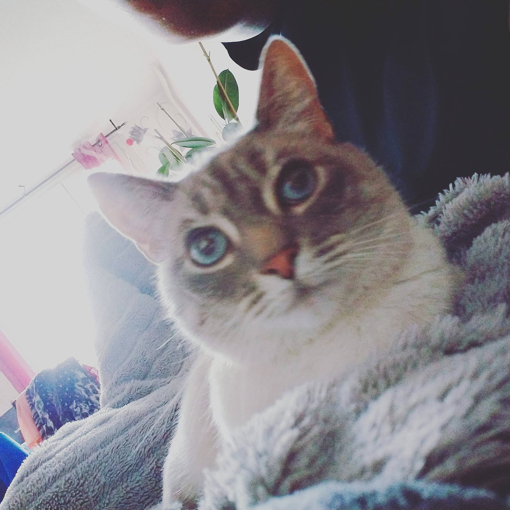 Grigri a rejoint le concours — aidez-le/la à gagner de superbes lots ! carnivore, cat, comfort, domestic_short_haired_cat, felidae, fur, iris, paw, photo_caption, plant, small_to_medium_sized_cats, snout, square, tail, tree, whiskers, window