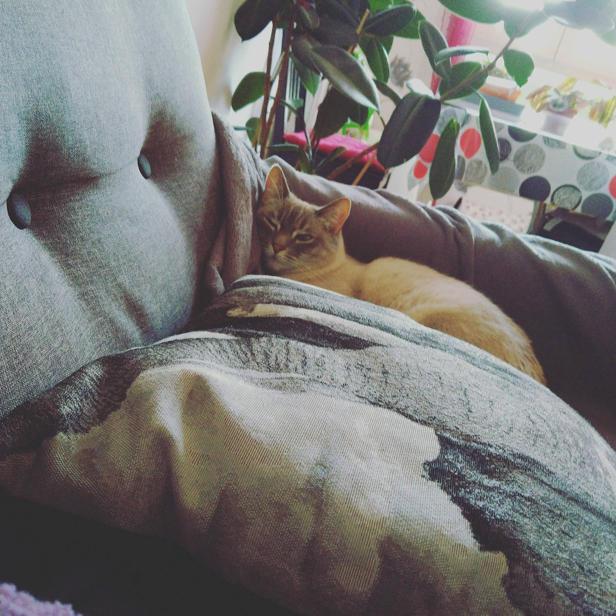 Grigri participe au concours pour gagner de l'argent avec cette photo : bedding, canidae, carnivore, cat, comfort, companion_dog, fawn, felidae, fur, grey, human_leg, linens, luggage_and_bags, plant, small_to_medium_sized_cats, sporting_group, tail, textile, tints_and_shades, whiskers