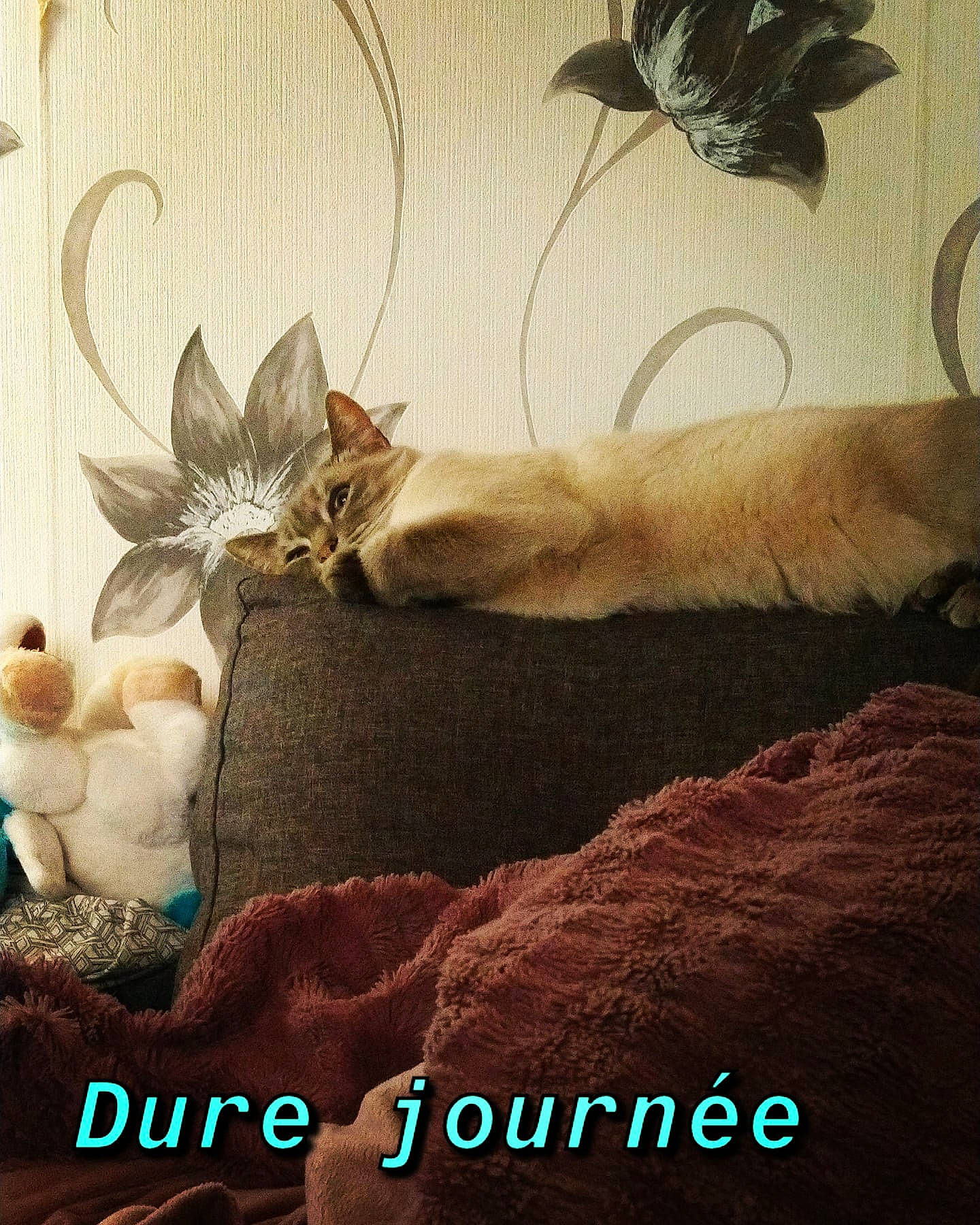 Grigri participe au concours pour gagner de l'argent avec cette photo : art, beauty, carnivore, cat, comfort, fawn, feather, felidae, font, fur, happy, illustration, linens, ornament, photo_caption, room, small_to_medium_sized_cats, tail, textile, whiskers