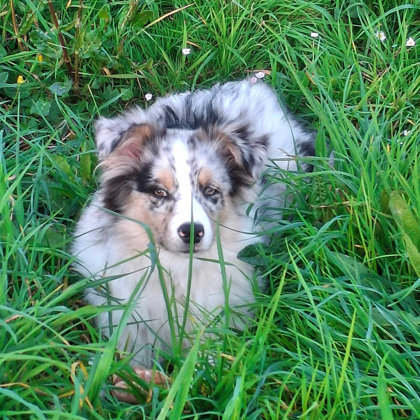 Végas participe au concours pour gagner de l'argent avec cette photo : animal, canine, cute, dog, ears, eyes, field, fluffy, fur, grass, greenery, merle_coat, nature, nose, outdoor, pet, puppy, relaxing, wild_plants, young_dog
