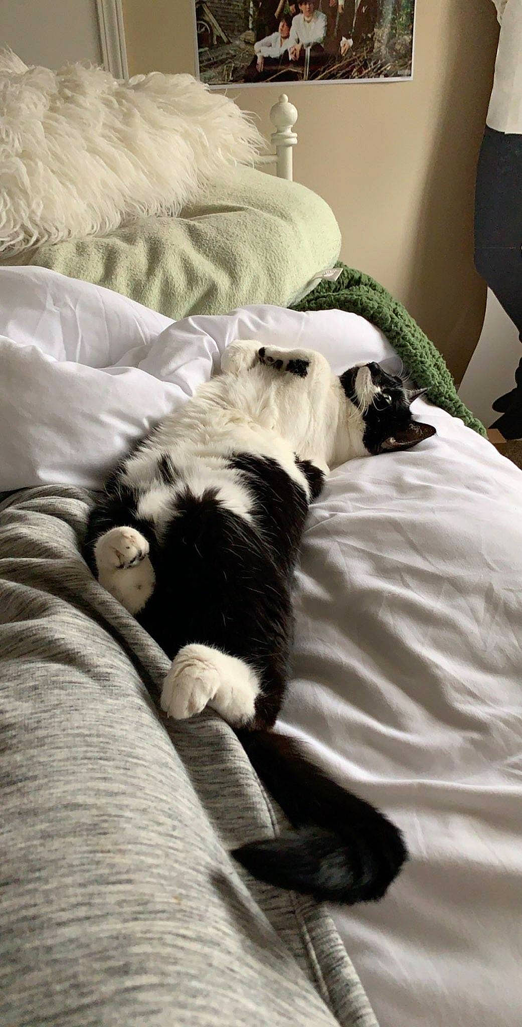 Sadie joined the competition — help win amazing prizes! bed_sheet, bedding, bedroom, canidae, carnivore, comfort, companion_dog, couch, dog_breed, duvet, felidae, fur, grey, linens, nap, pillow, room, small_to_medium_sized_cats, sporting_group, textile