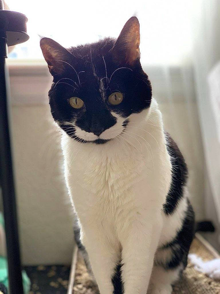 Sadie joined the competition — help win amazing prizes! black_cat, carnivore, cat, domestic_short_haired_cat, eye, felidae, foot, fur, grey, hair, head, monochrome, monochrome_photography, paw, sitting, small_to_medium_sized_cats, snout, tail, whiskers, window