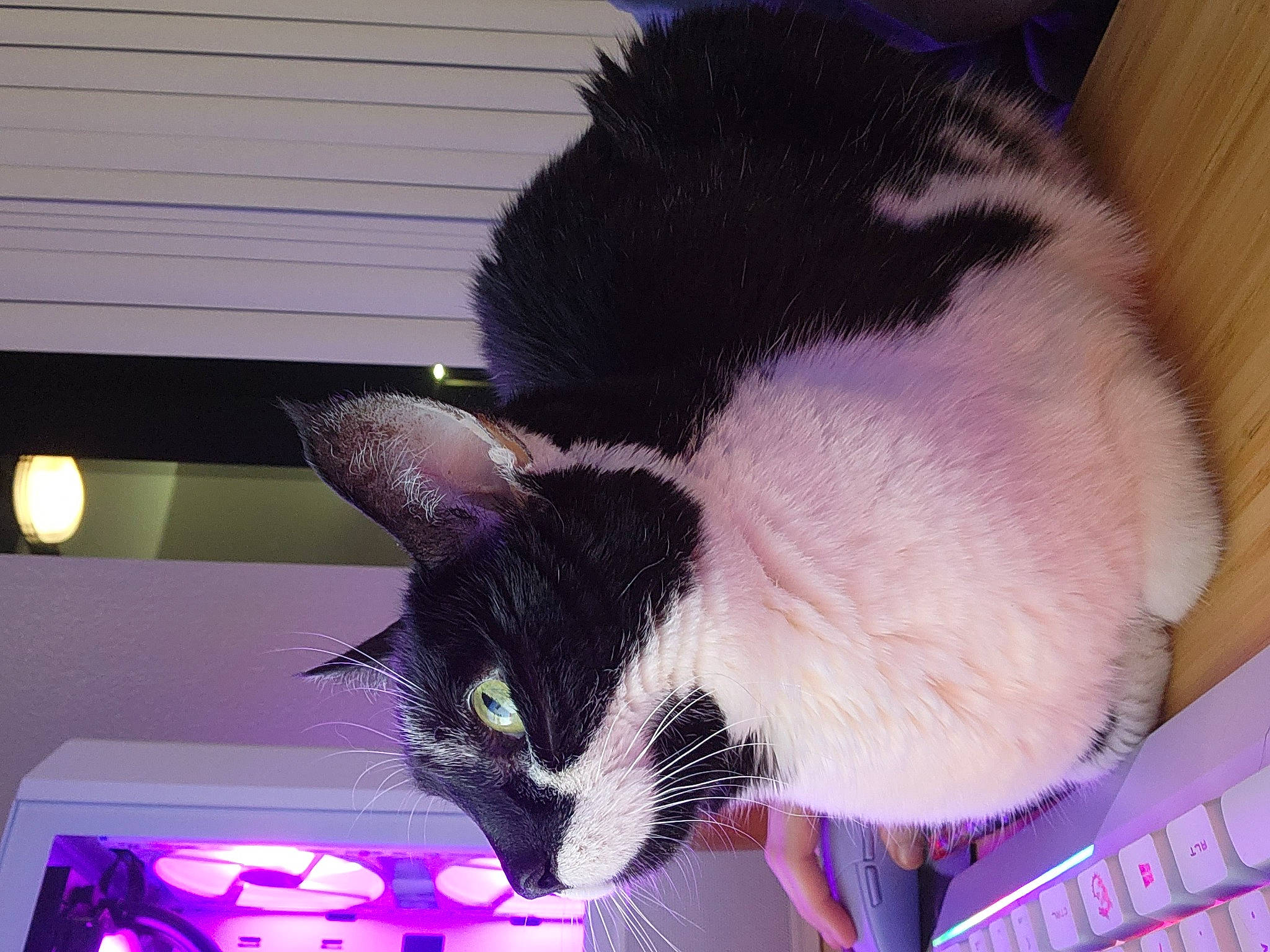 Sadie joined the competition — help win amazing prizes! carnivore, cat, cat_supply, claw, comfort, domestic_short_haired_cat, felidae, fur, lap, nap, paw, pet_supply, small_to_medium_sized_cats, snout, tail, whiskers